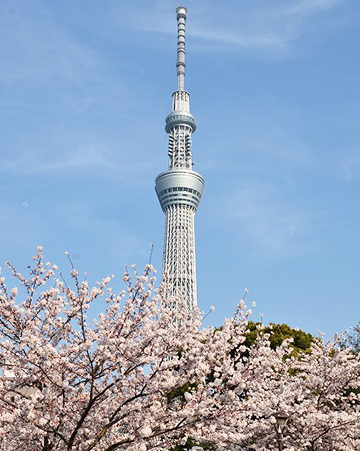 写真5 隅田公園からの東京スカイツリー